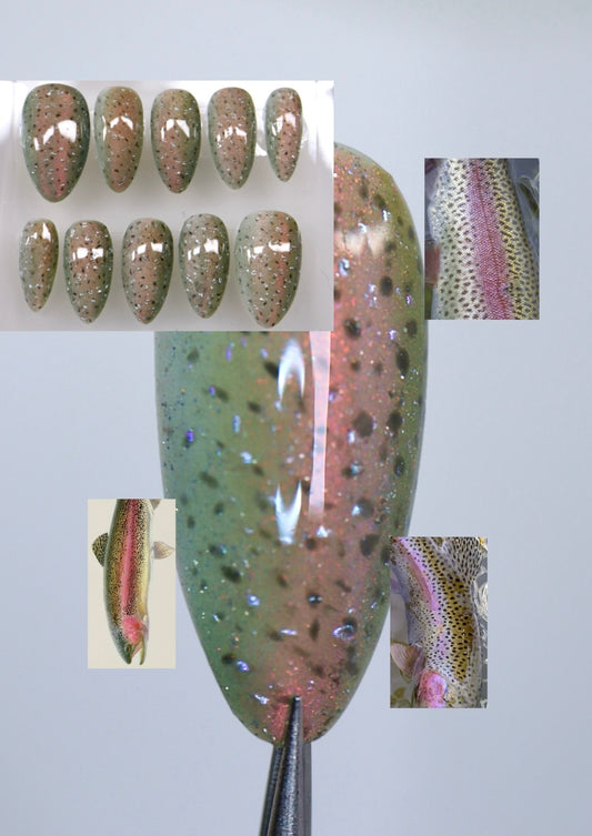 Rainbow Trout Full Set